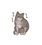 いとしい猫（個別スタンプ：13）