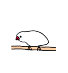 ぴっちこ 白文鳥（個別スタンプ：14）