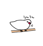 ぴっちこ 白文鳥（個別スタンプ：19）