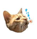 ねこまめすたんぷ（個別スタンプ：1）