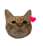 ねこまめすたんぷ（個別スタンプ：2）