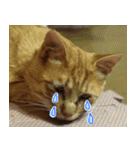 ねこまめすたんぷ（個別スタンプ：4）
