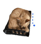 ねこまめすたんぷ（個別スタンプ：5）