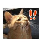 ねこまめすたんぷ（個別スタンプ：6）