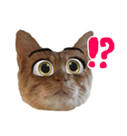 ねこまめすたんぷ（個別スタンプ：7）