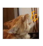 ねこまめすたんぷ（個別スタンプ：8）