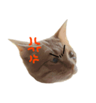 ねこまめすたんぷ（個別スタンプ：9）