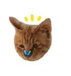 ねこまめすたんぷ（個別スタンプ：10）