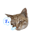 ねこまめすたんぷ（個別スタンプ：11）