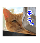 ねこまめすたんぷ（個別スタンプ：12）