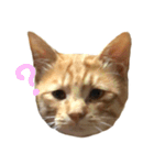 ねこまめすたんぷ（個別スタンプ：13）