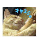 ねこまめすたんぷ（個別スタンプ：14）