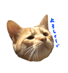 ねこまめすたんぷ（個別スタンプ：15）