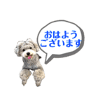 犬わんちゃんねる24sr版（個別スタンプ：5）