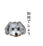 犬わんちゃんねる24sr版（個別スタンプ：11）