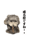 犬わんちゃんねる24sr版（個別スタンプ：13）