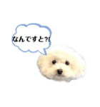 犬わんちゃんねる24sr版（個別スタンプ：16）