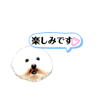 犬わんちゃんねる24sr版（個別スタンプ：17）