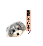 犬わんちゃんねる24sr版（個別スタンプ：20）