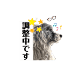 犬わんちゃんねる24sr版（個別スタンプ：24）