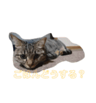 いとう家のねこちゃんず（個別スタンプ：1）