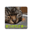 いとう家のねこちゃんず（個別スタンプ：2）
