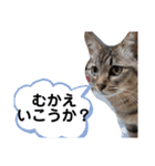 いとう家のねこちゃんず（個別スタンプ：3）