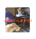 いとう家のねこちゃんず（個別スタンプ：5）