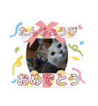 いとう家のねこちゃんず（個別スタンプ：7）