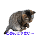 いとう家のねこちゃんず（個別スタンプ：11）