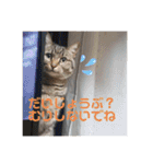 いとう家のねこちゃんず（個別スタンプ：12）