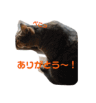 いとう家のねこちゃんず（個別スタンプ：13）