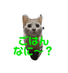 いとう家のねこちゃんず（個別スタンプ：14）