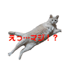 いとう家のねこちゃんず（個別スタンプ：15）
