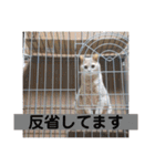 いとう家のねこちゃんず（個別スタンプ：16）