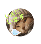 いとう家のねこちゃんず（個別スタンプ：17）