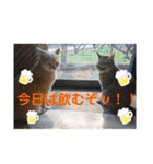 いとう家のねこちゃんず（個別スタンプ：18）