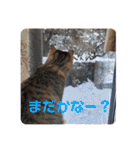 いとう家のねこちゃんず（個別スタンプ：19）