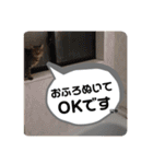 いとう家のねこちゃんず（個別スタンプ：20）