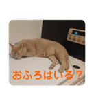 いとう家のねこちゃんず（個別スタンプ：21）