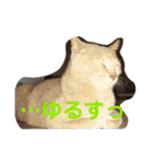 いとう家のねこちゃんず（個別スタンプ：22）