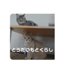 いとう家のねこちゃんず（個別スタンプ：27）