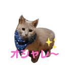 いとう家のねこちゃんず（個別スタンプ：29）