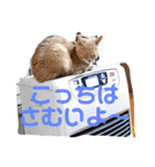 いとう家のねこちゃんず（個別スタンプ：30）