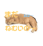 いとう家のねこちゃんず（個別スタンプ：31）