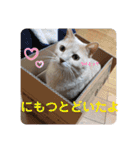 いとう家のねこちゃんず（個別スタンプ：32）