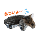 いとう家のねこちゃんず（個別スタンプ：34）