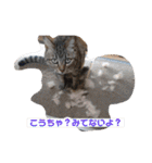 いとう家のねこちゃんず（個別スタンプ：35）