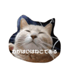 いとう家のねこちゃんず（個別スタンプ：39）