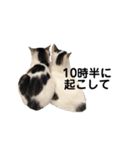 我が家の猫スタンプ第二弾（個別スタンプ：3）